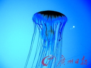 水母世界要来了