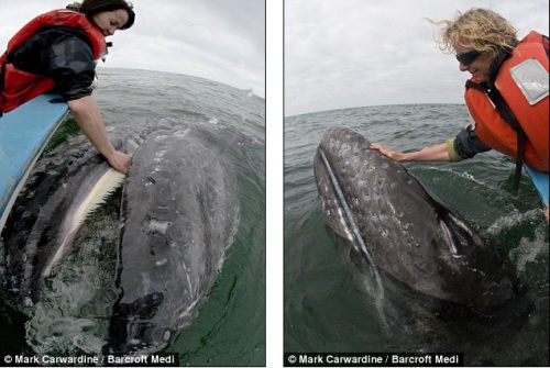 墨西哥海域现友好灰鲸享受游客抚摸和亲吻(图)