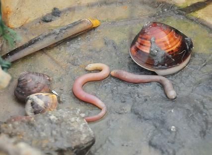 沙虫 资料图
