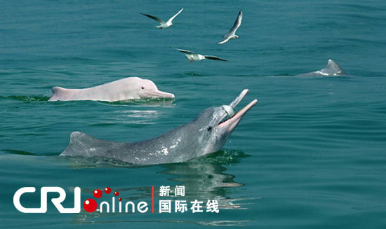 广西钦州三娘湾新增10余条白海豚