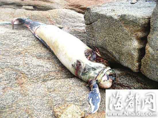 莆田秀屿渔民海上作业时 发现神秘海兽尸体(图)