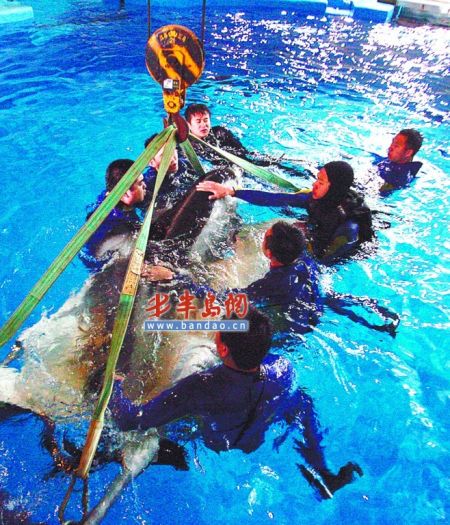青岛首次引进日本镰鳍海豚已通过核辐射检验