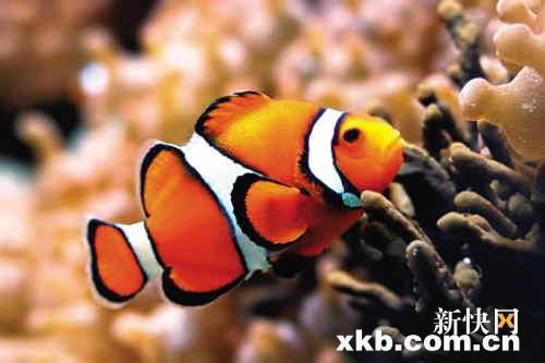 海水变酸小丑鱼恐消失