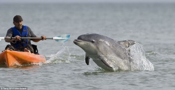 英国肯特郡海岸外，一只海豚靠近一艘皮划艇，她和人类的相处亲密无间