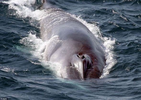 这是在康沃尔郡附近水域发现的须鲸群中的一头，这是英国水域发现过的最大规模须鲸群之一