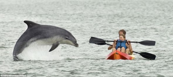 英国南部水域，一只海豚跃出水面向路过皮划艇上的人们问好，可是却把这两位乘客吓得不轻。一路追踪海豚的海洋生物摄影师维特克抓拍下了这一有趣的场景