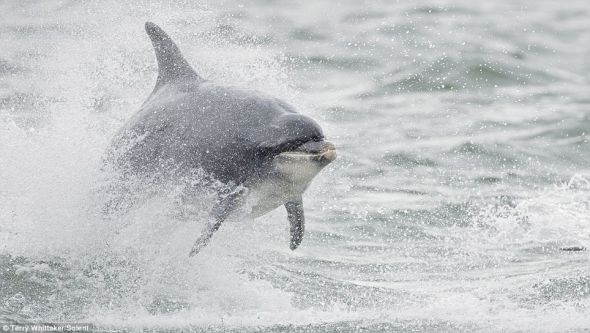 苏格兰：一只宽吻海豚跳出水面，掀起阵阵水花