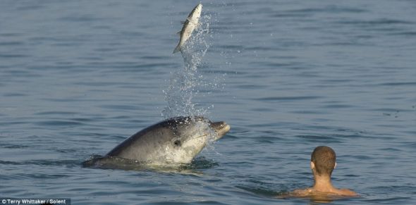 肯特郡，一只孤独的海豚追逐一条鱼，后者高高跳出水面