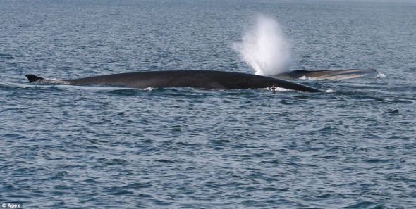 康沃尔郡北部海域，一头须鲸喷出水柱