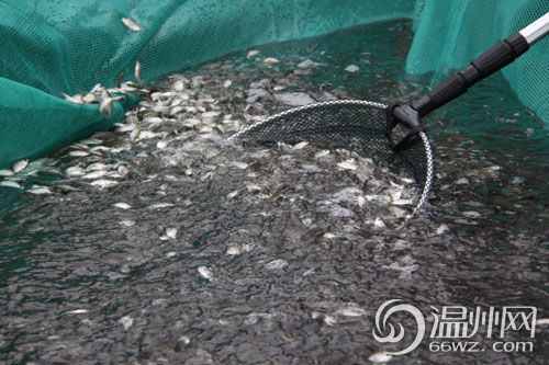 组图：洞头增殖放流5万尾黑鲷促进海洋生态平衡