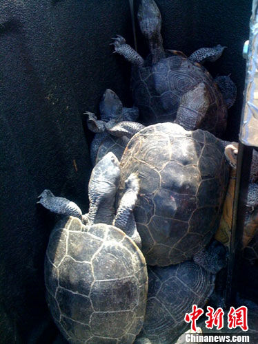  当地时间6月29日上午，上百只海龟突然“霸占”了纽约肯尼迪机场的跑道，令多趟航班延误。图为被机场工作人员收集到一起的海龟。