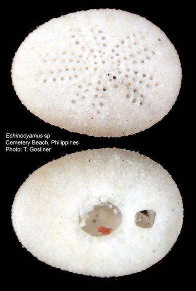 豌豆海胆
