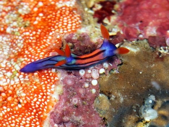 新种海蛤蝓