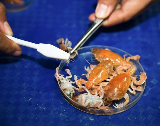 龙虾亲属