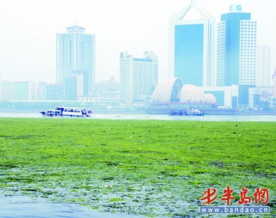 青岛湾出现大面积浒苔海警出动最大舰艇打捞
