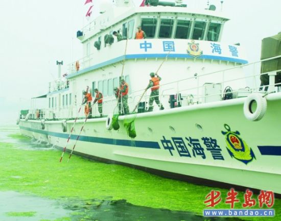 青岛湾出现大面积浒苔海警出动最大舰艇打捞