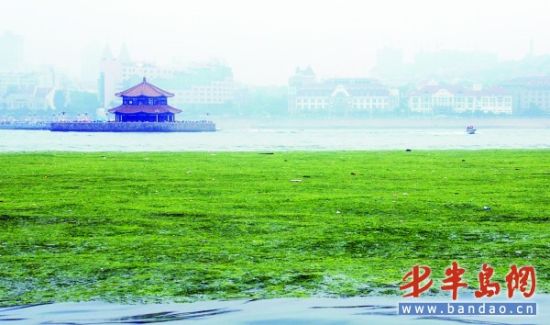 青岛湾出现大面积浒苔海警出动最大舰艇打捞
