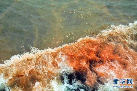 渤海湾溢油事故现场附近出现巨大赤潮带(图)