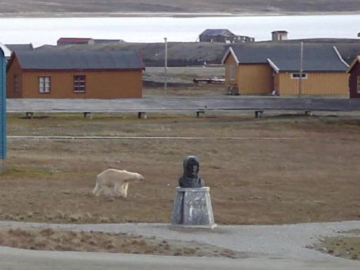 北极熊向极地探险家阿蒙森的雕像走来(北极黄河站2011年夏季考察队拍摄)