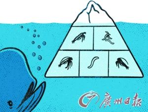 鲸鱼