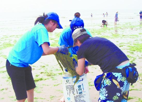 胶南海水浴场上清理浒苔保护海岸生态环境