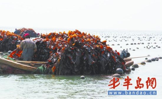 胶南打造海洋生物产业基地海藻造出止血纱布