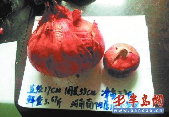 胶南打造海洋生物产业基地海藻造出止血纱布