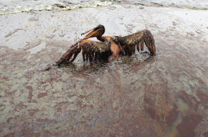 英国北海漏油10多年来最严重
