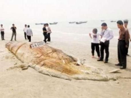 中国广东发现神秘“海怪”尸体体长17米重4.5吨(图)