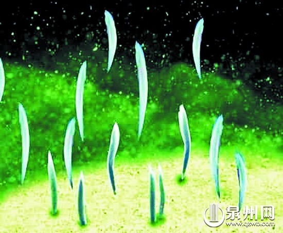 文昌鱼在厦门海域曾经繁衍昌盛