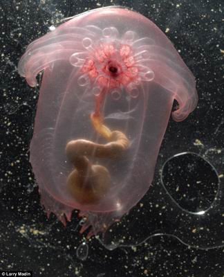 深海发现数千种奇异生物：包括吃原油虫子