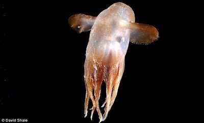 深海发现数千种奇异生物：包括吃原油虫子