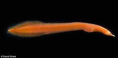 深海发现数千种奇异生物：包括吃原油虫子