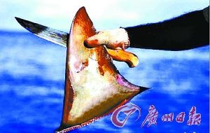 渔民举着刚割下的鲨鱼背鳍 （资料图片）