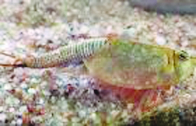 苏格兰小虾