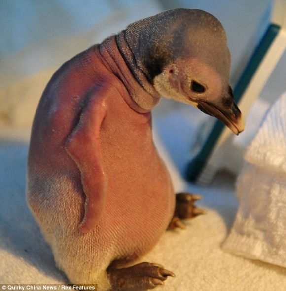 这只小企鹅出生时没有羽毛，而且又被父母抛弃，它似乎没有未来可言
