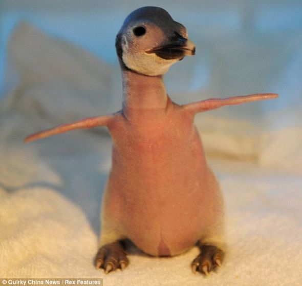该水族馆的工作人员认为，这只企鹅宝宝身上不长毛和虚弱的身体状况，是由消化食物和吸收营养比较困难造成的