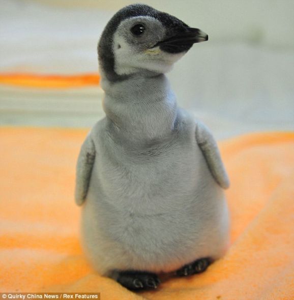 现在在中国辽宁省一家水族馆的饲养员的精心照顾下，这只5天大的企鹅幼仔已经重新回到它的大家庭，并长出了一身新羽毛