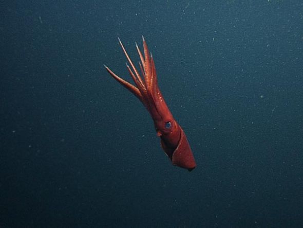 这是2007年拍摄到的一条雌性深海鱿鱼，它的身上可以看到附着的精袋（照片中细小的白点）