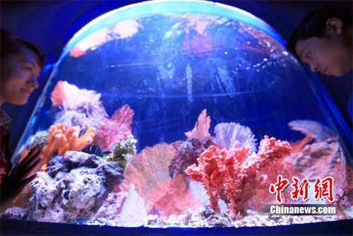 山西引进多种海洋生物活珊瑚展大开眼界(图)