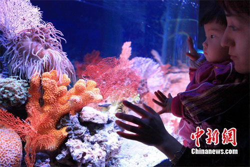 山西引进多种海洋生物活珊瑚展大开眼界(图)