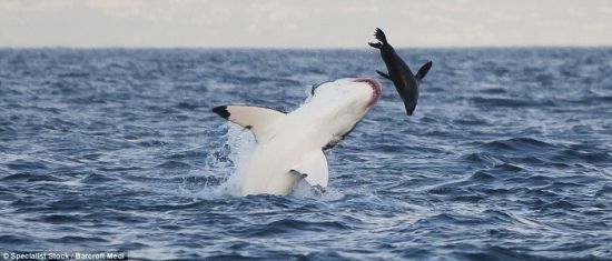海洋搏杀：大白鲨试图捕杀海豹