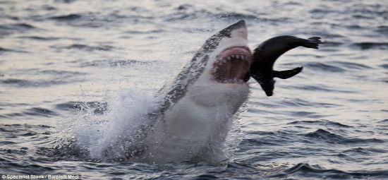 海豹无法从大白鲨的嘴里逃走