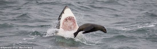 午餐时间：南非海豹未能逃脱大白鲨的尖牙利齿