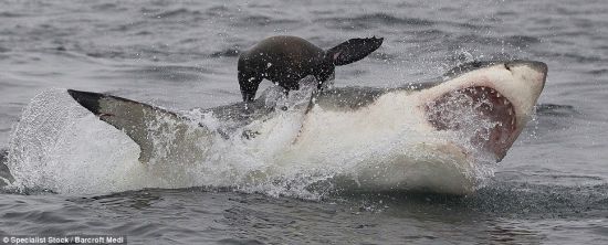 体型瘦小的海豹努力逃脱，以免成为大白鲨的午餐