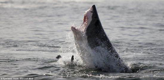 鲨鱼攻击：大白鲨突破海豹的最后防线