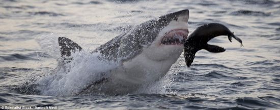 大白鲨最终捕获了猎物