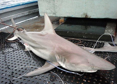 2012年1月3日，科学家说他们在澳大利亚海域发现首批混血鲨鱼，这可能预示着这些食肉动物正逐渐适应温暖水域