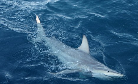 一头具有黑鳍鲨和澳大利亚黑鳍鲨DNA的混血黑鳍鲨在澳大利亚水域畅游。这两个物种间的杂种繁殖是一次空前的发现，对整个鲨鱼物种而言意义非凡