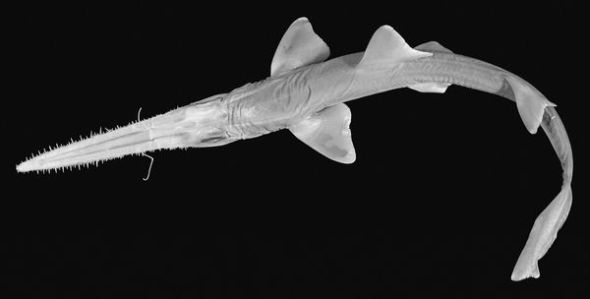 2011年发现的鲨鱼新种 “细长条”锯鲨嘴里长满牙齿